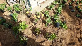 大川地区の交差点花壇の花植え作業