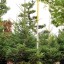 クリスマスツリー用モミノキ